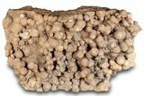 Flower-Like Sandstone Concretion - Pseudo Stromatolite #289019-3
